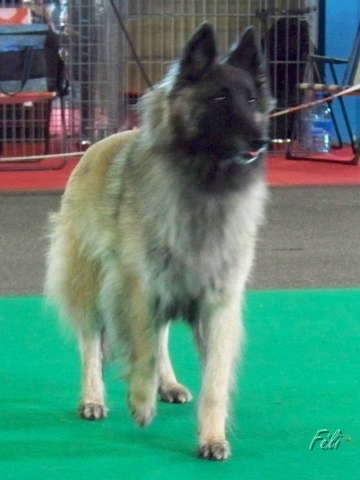 n°100 Besse-Tof de condivicnum 5468.JPG